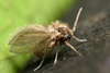 Mothfly